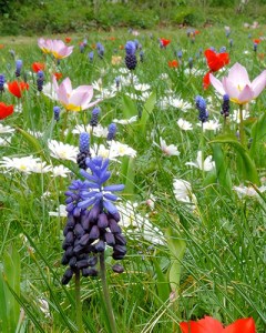 Breda bijenmengsel (2).jpg